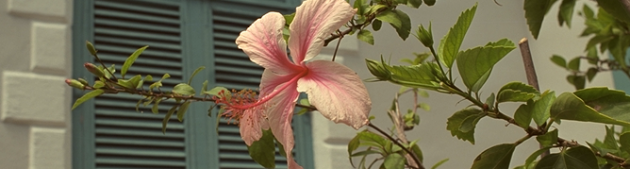 Image processing using PHP GD.